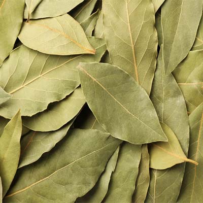Bay Leaf