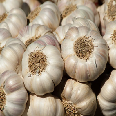 Garlic